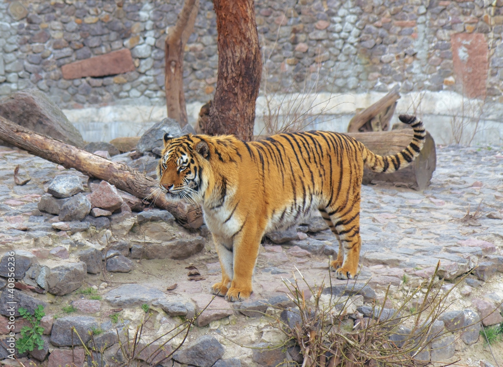 Obraz premium Tygrys w kijowskim zoo na Ukrainie