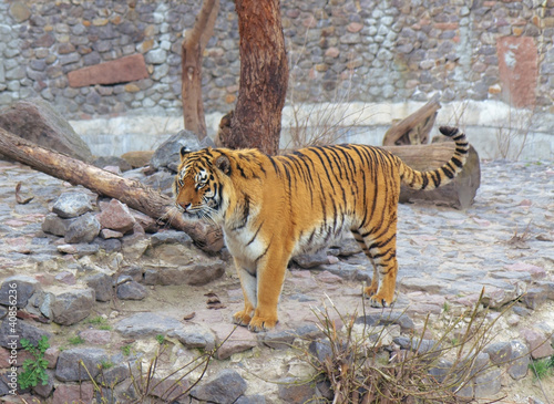 Tiger in Kyiv Zoo  Ukraine
