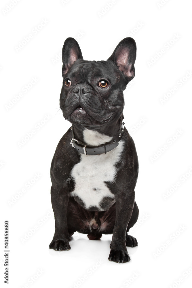 Black and White French Bulldog