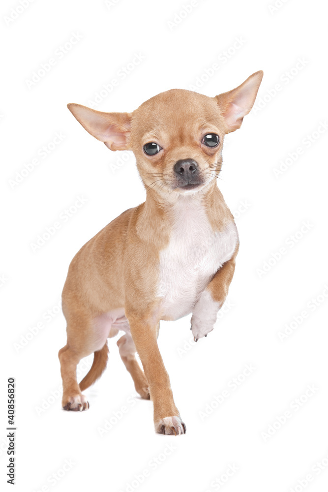 Miniature Chihuahua