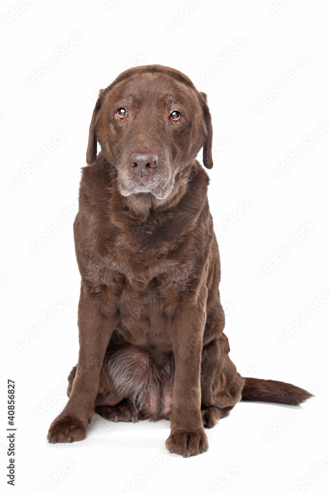 Old sad chocolate Labrador Old sad chocolate Labrador