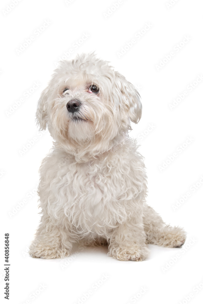 Maltese dog