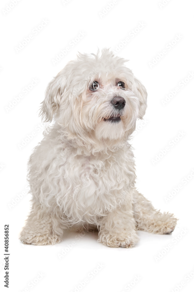 Maltese dog