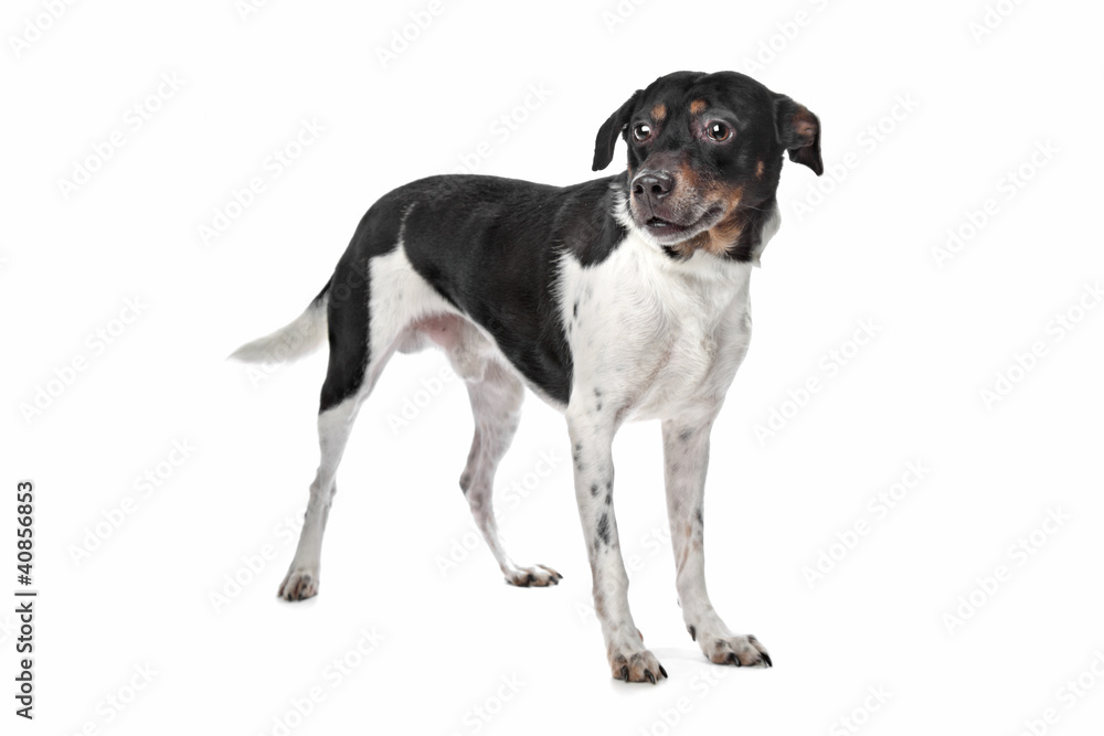 Boerenfox (Dutch Terrier)