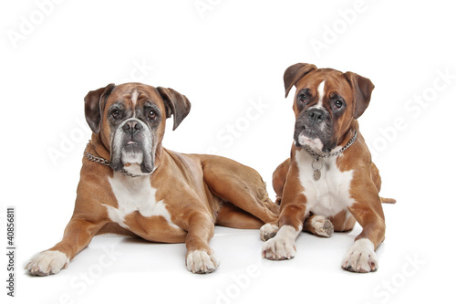 Canvas Print Two plain fawn Boxer dogs