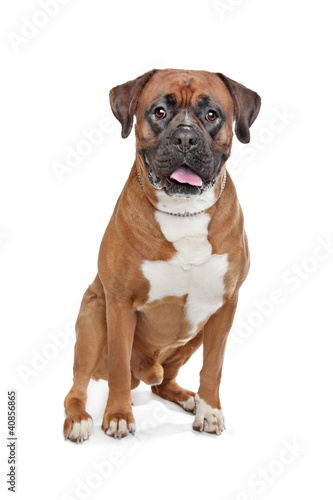 Boxer dog © Erik Lam
