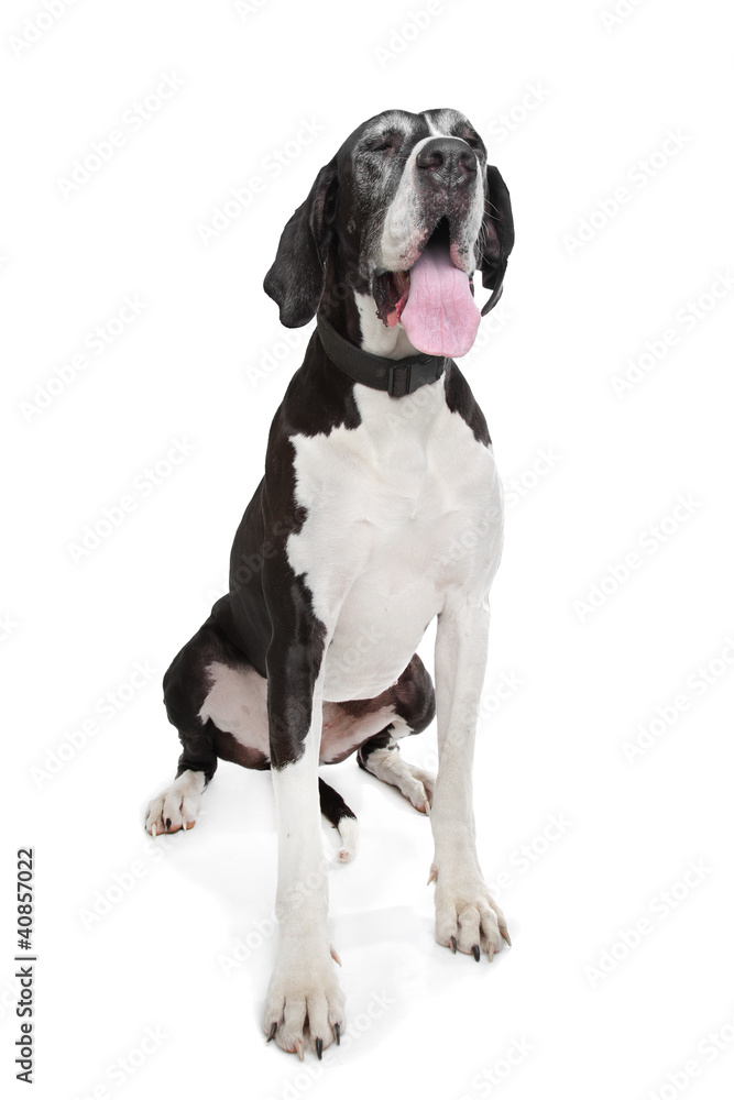 great dane great dane