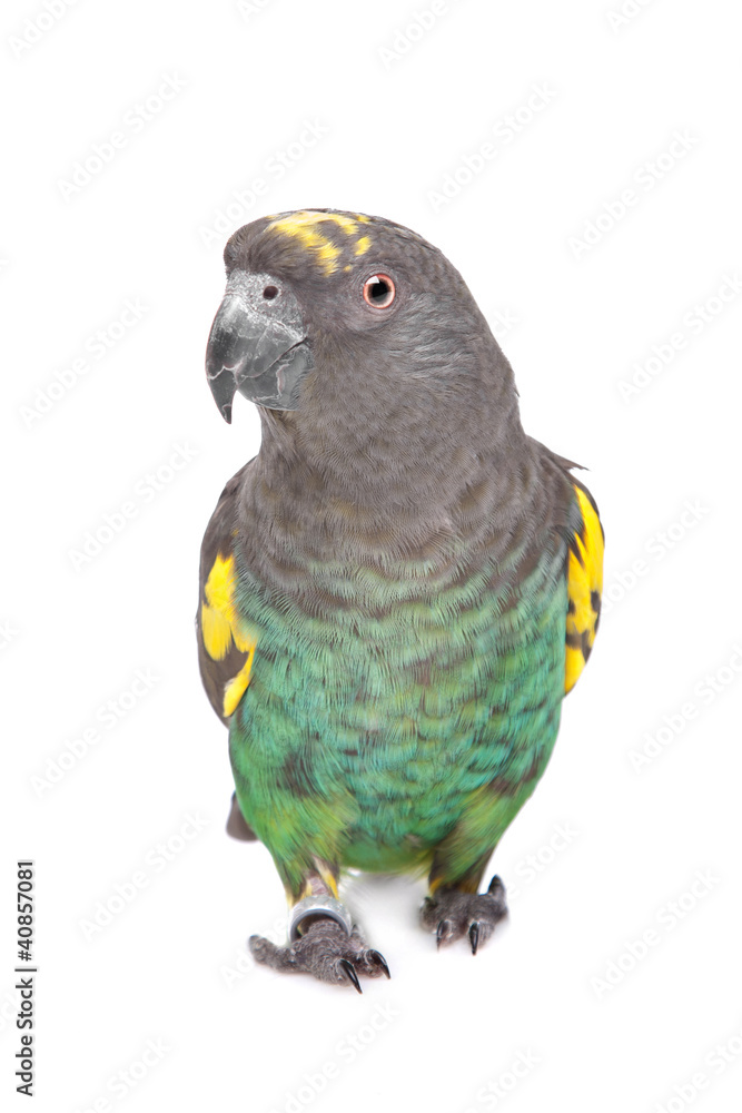 Obraz premium Meyer Parrot