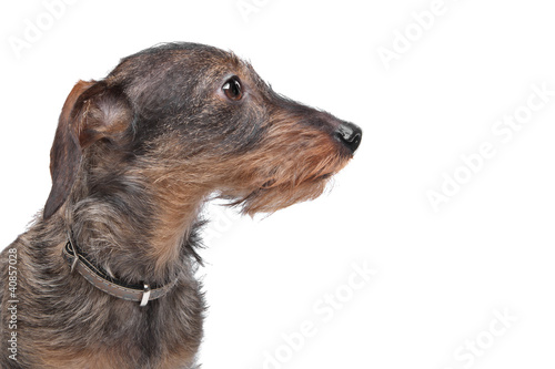 Wire-haired dachshund (Kaninchen Teckel) in front of white