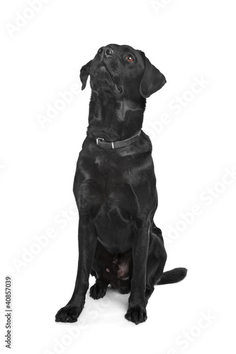 Black Labrador