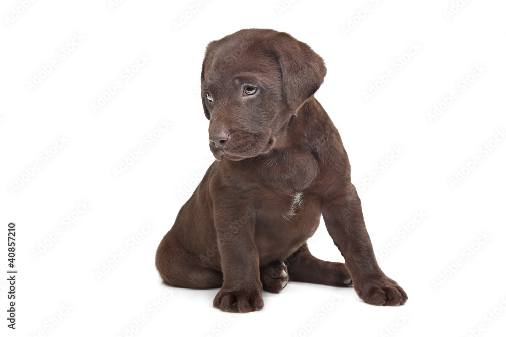 Fototapeta premium Chocolate Labrador puppy
