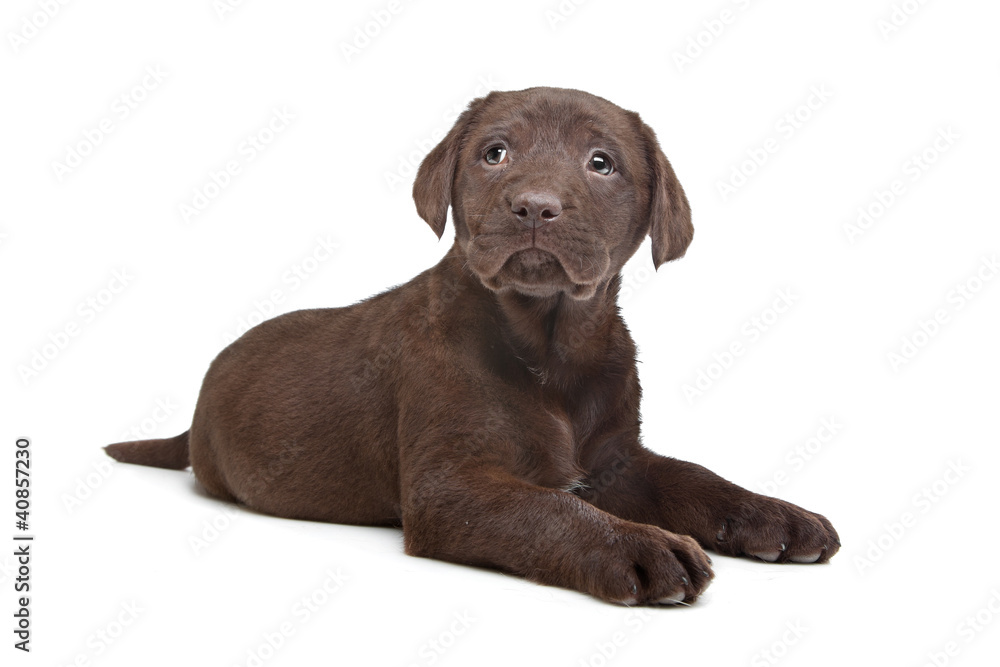 Chocolate Labrador puppy