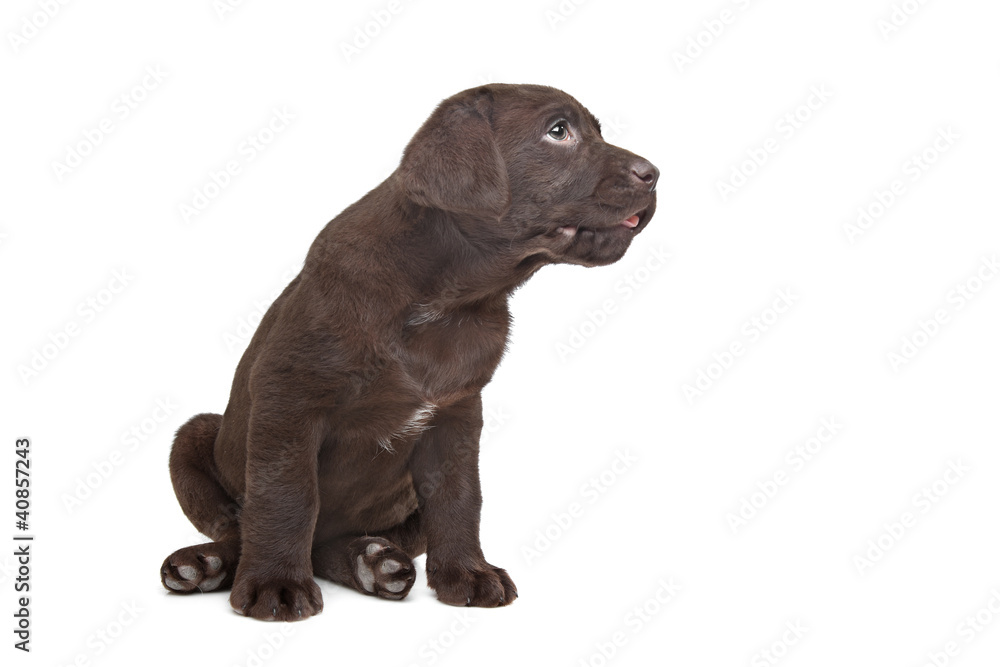 Chocolate Labrador puppy