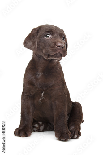 Chocolate Labrador puppy