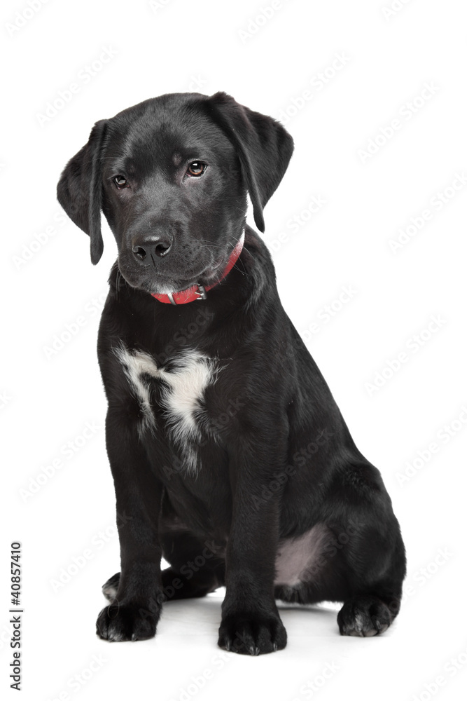 Black Labrador puppy