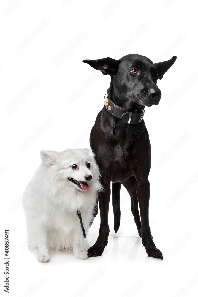 Keeshond (Dutch Barge Dog) and a black Shepherd Keeshond (Dutch Barge Dog) and a black Shepherd