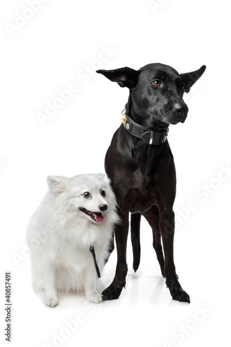 Keeshond (Dutch Barge Dog) and a black Shepherd © Erik Lam
