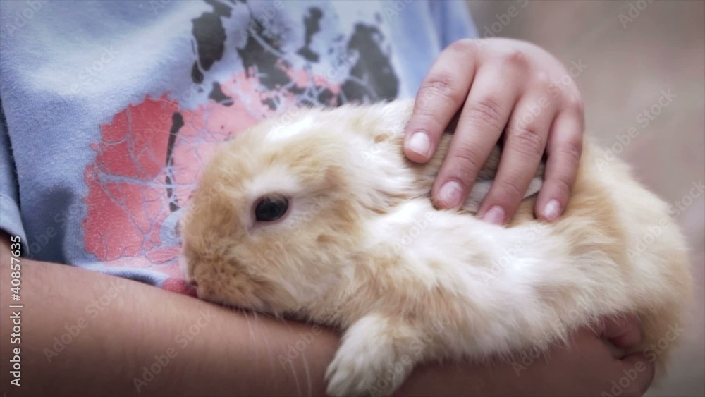 Caressing Rabbit Caressing Rabbit