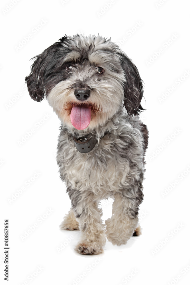 Mixed breed dog Mixed breed dog