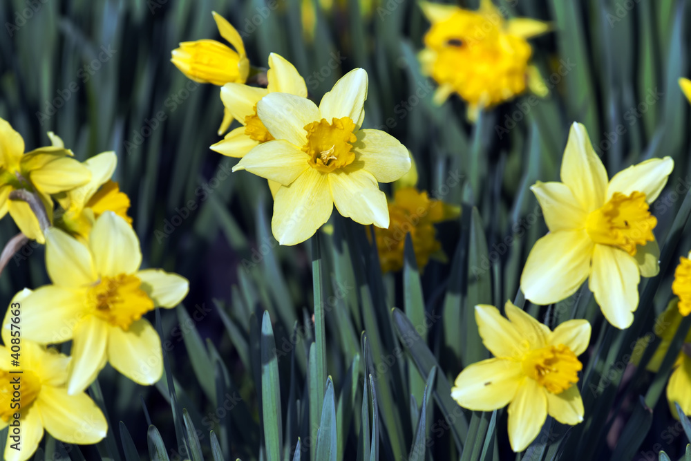 Fototapeta premium daffodil