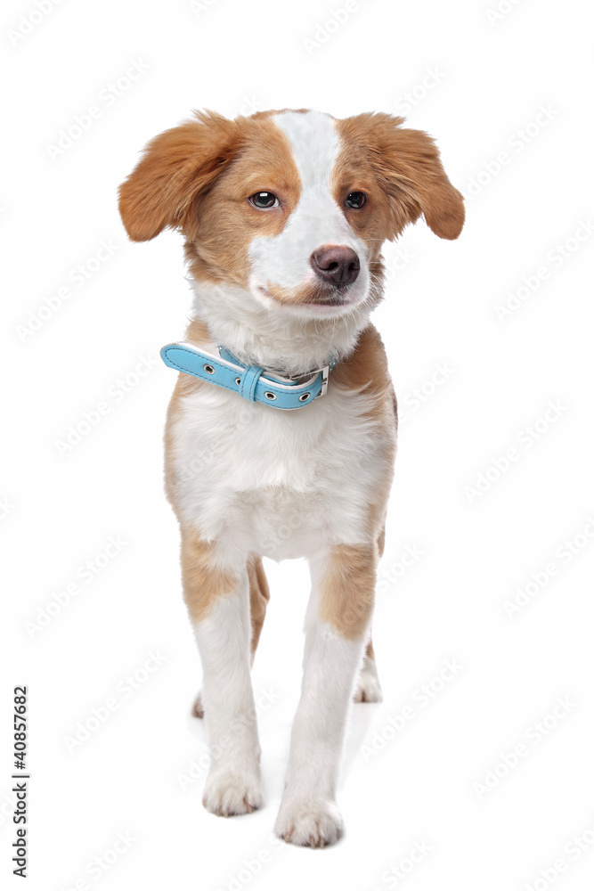Mixed breed puppy Mixed breed puppy