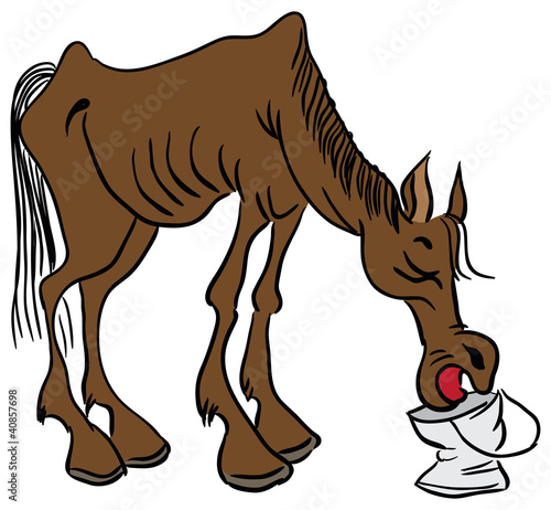 A lean horse