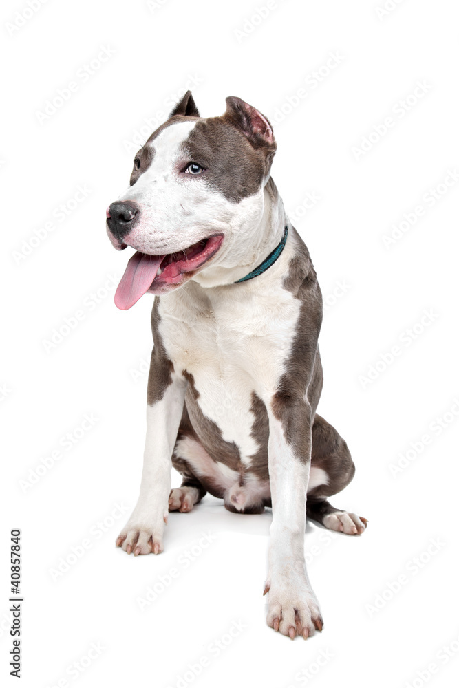 American Stafford with cropped ears American Stafford with cropped ears