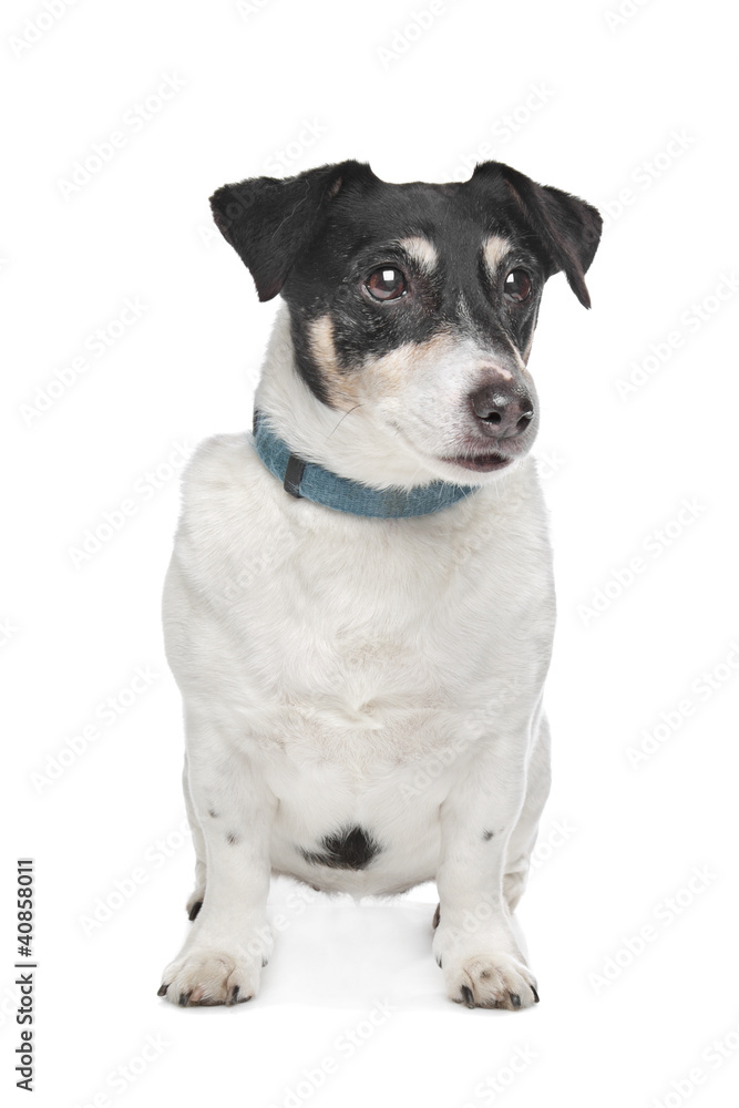 Jack Russel Terrier