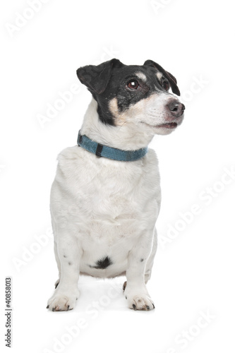 Jack Russel Terrier