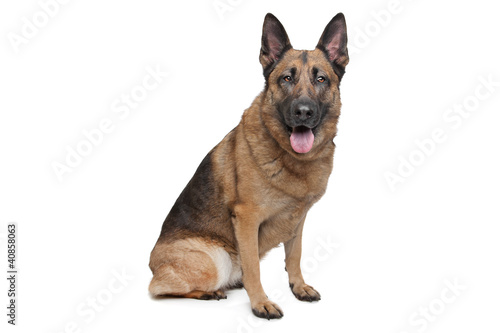 German Shepherd