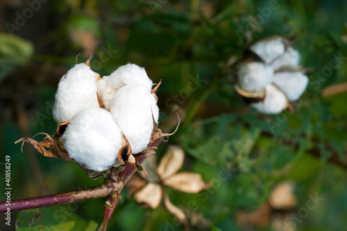 Cotton boll