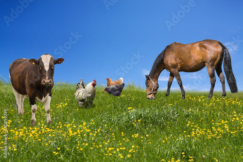 Farm animals grazing