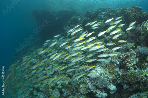Goat fish on coral reef
