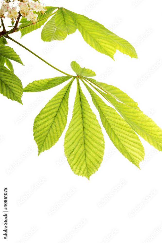 Fresh chestnut leafs