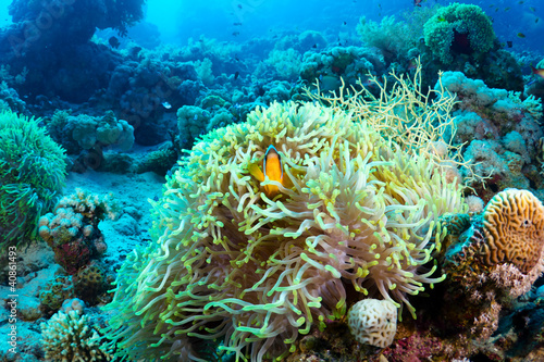 Clownfish and anemone in the Red Sea, Egypt.