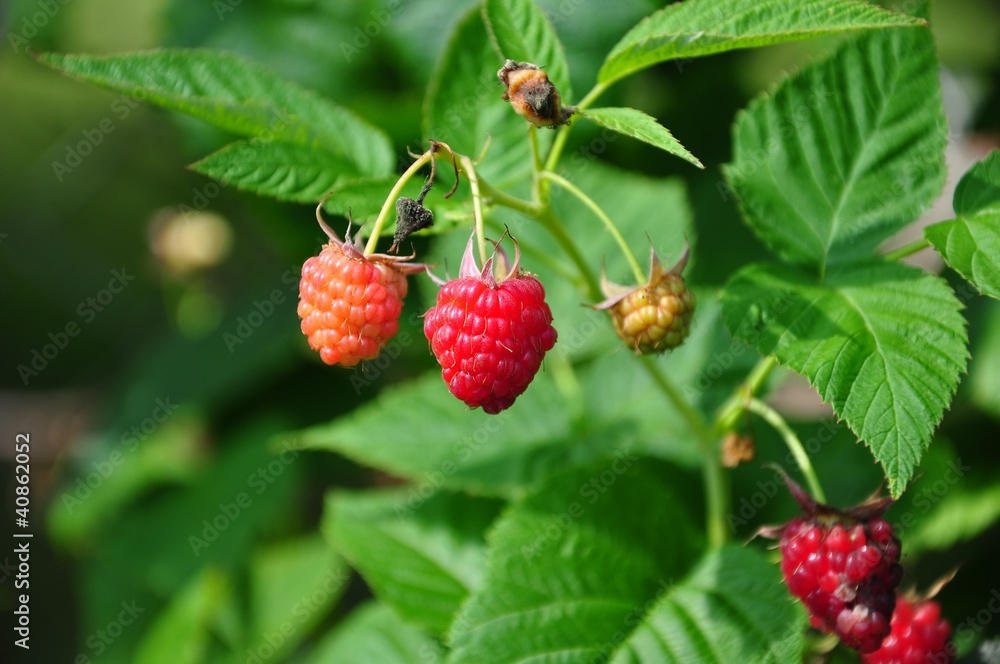 delicious raspberry fruits on garden delicious raspberry fruits on garden