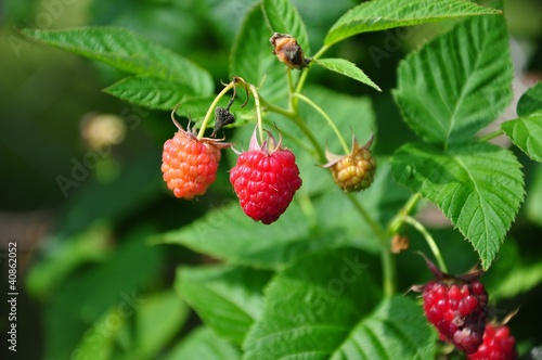 delicious raspberry fruits on garden