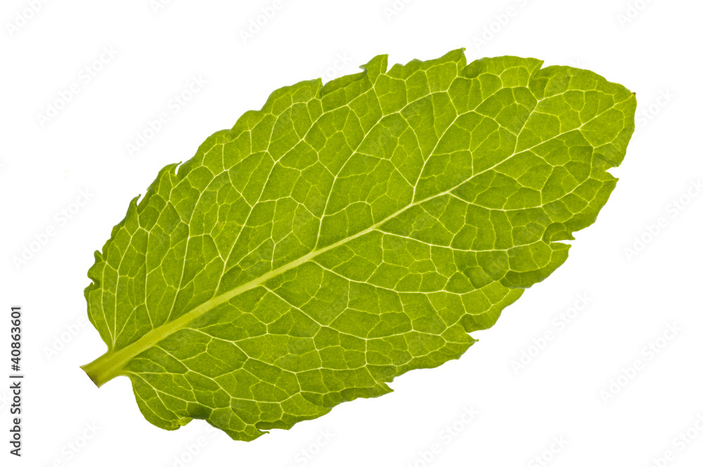 Obraz premium Zitronenmelisse Melisse