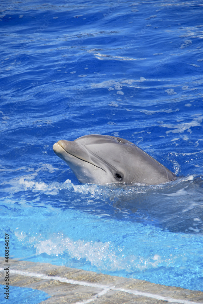 Fototapeta premium Dolphin's head