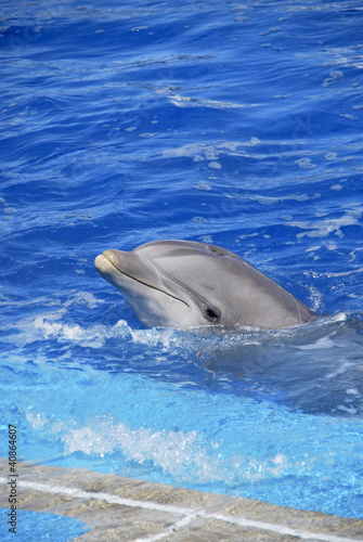Dolphin s head