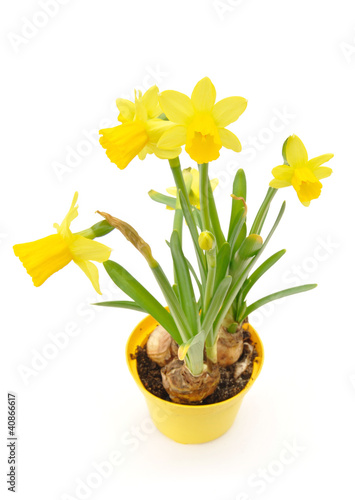Daffodils