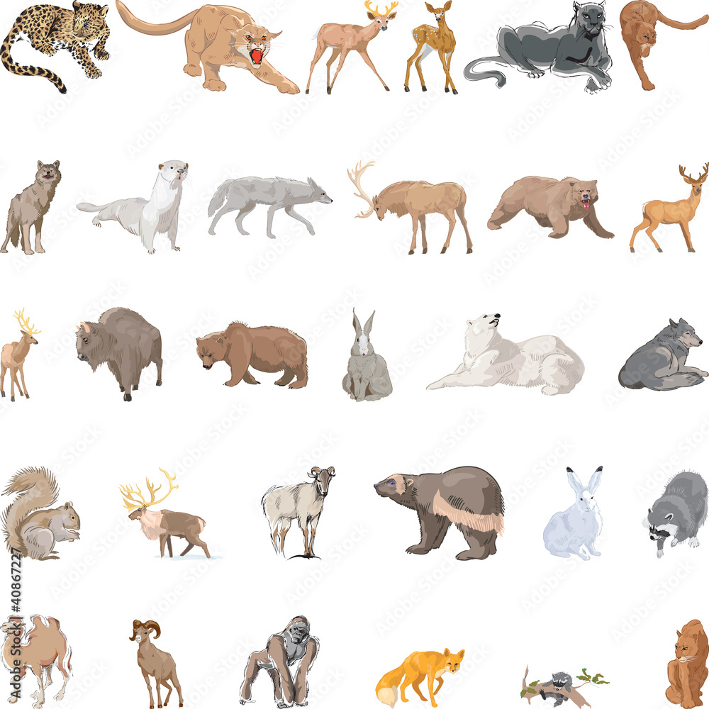 Fototapeta premium Wild Animals Set