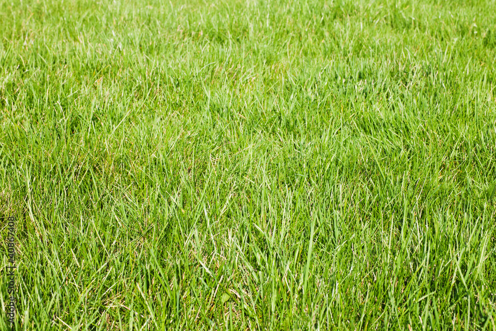 fresh-spring-green-grass fresh-spring-green-grass