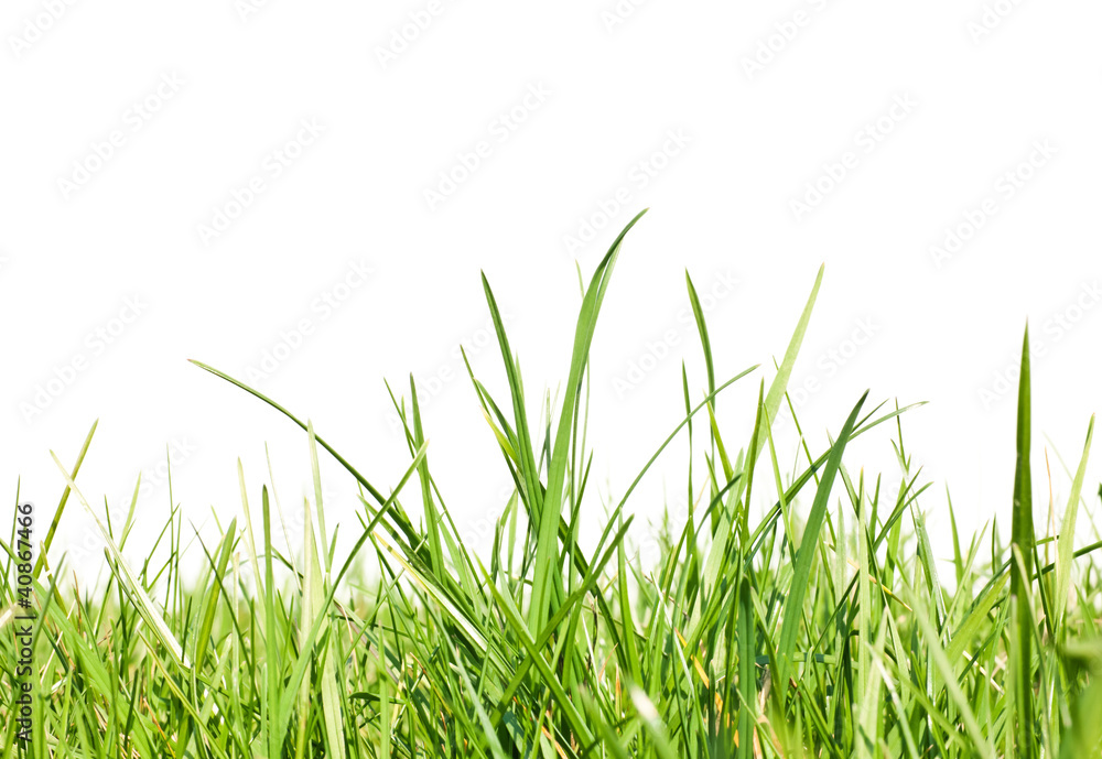 Fototapeta Fresh-spring-green-grass-on-white-background--space-for-text