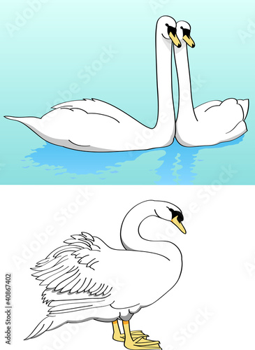 Two swans on lake, lonely swan