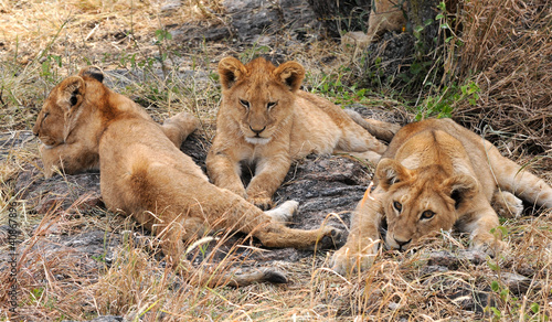 L  wenbabys in der Serengeti