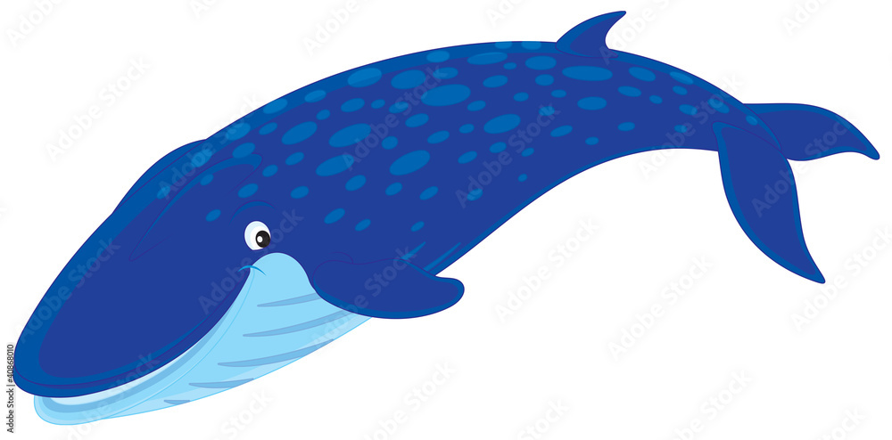 Naklejka premium Płetwal błękitny