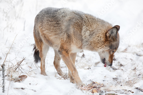 hungry wolf eating meat © russieseo