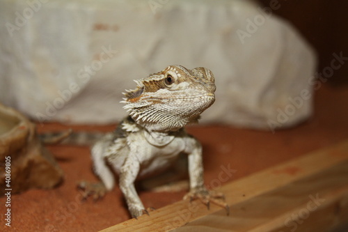Un pogona portrait de face