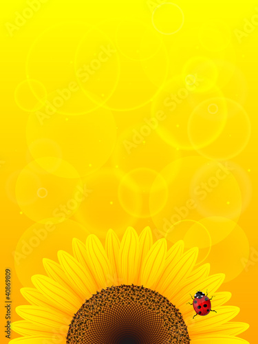 Fototapeta Naklejka Na Ścianę i Meble -  Sunflower and ladybird on yellow background.